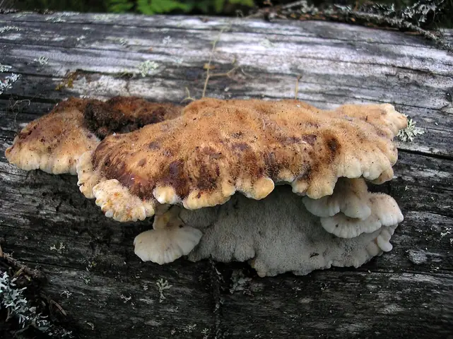 Późnoporka czerwieniejąca (Amylocystis lapponica)