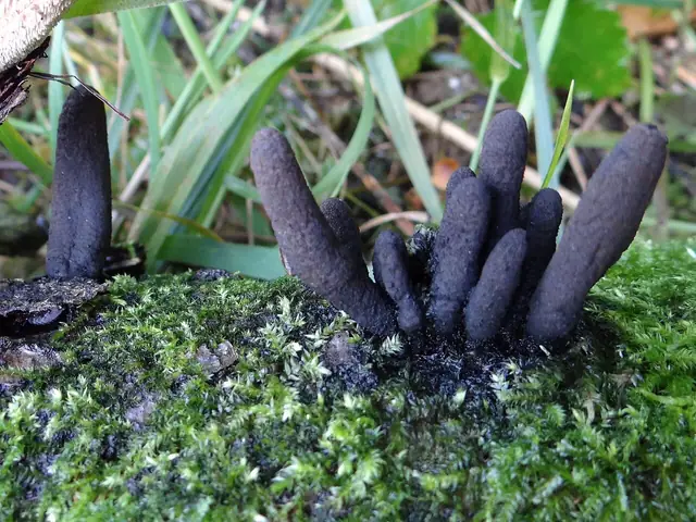 Próchnilec długotrzonkowy (Xylaria longipes)