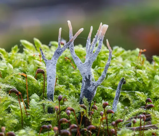 Próchnilec gałęzisty (Xylaria hypoxylon)