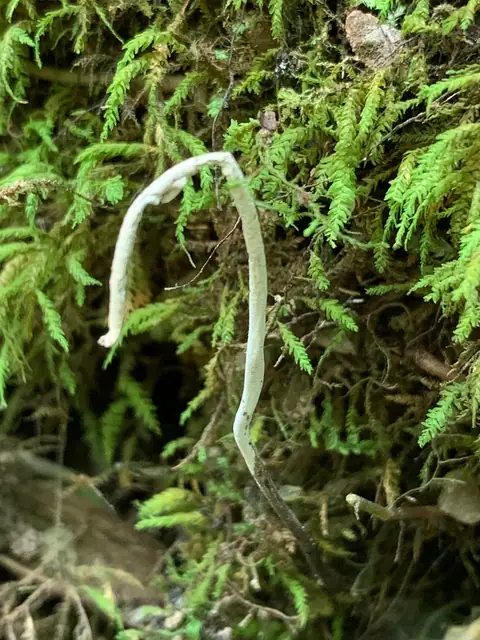 Próchnilec głogowy (Xylaria oxyacanthae)