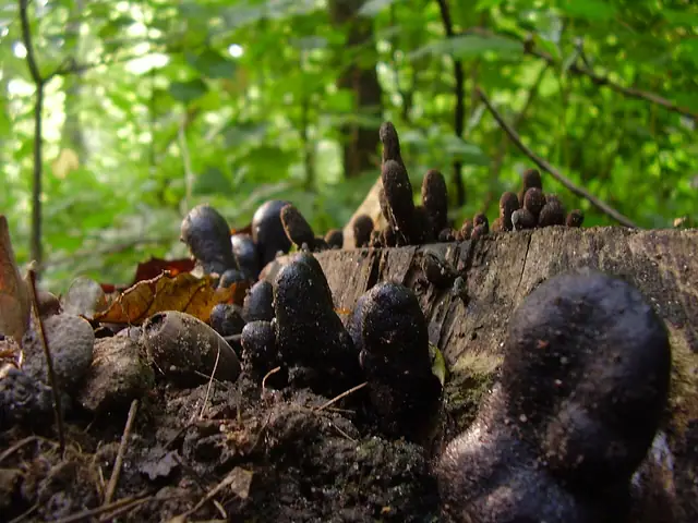 Próchnilec maczugowaty (Xylaria polymorpha)