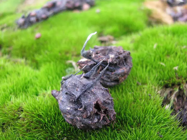 Próchnilec owocolubny (Xylaria carpophila)