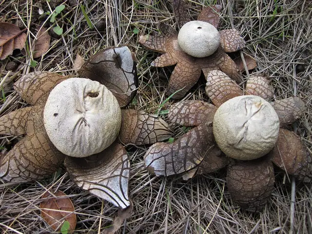 Promieniak wilgociomierz (Astraeus hygrometricus)