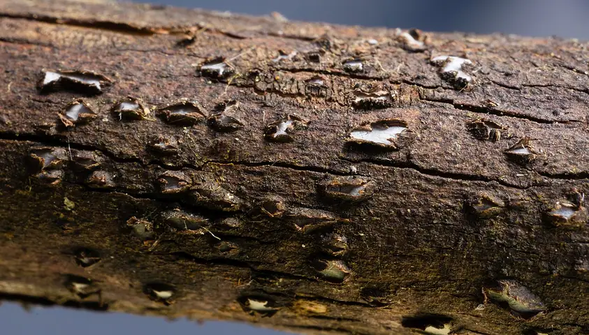 Propolis sp.
