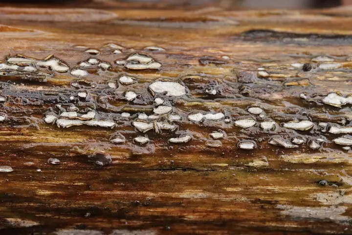 Propolis versicolor