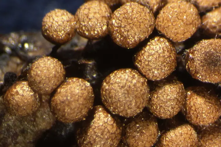 Przetaczek gromadny (Cribraria argillacea)