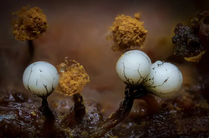 Przetaczek rudy (Cribraria rufa)