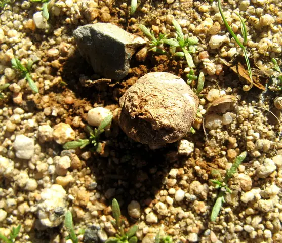 Przewrotka łysa (Disciseda candida)