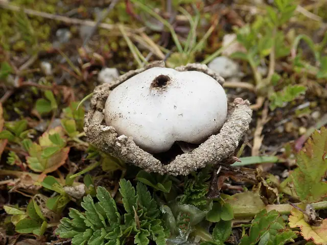 Przewrotka wielka (Disciseda bovista)
