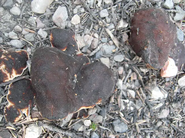 Przyczepka falista (Rhizina undulata)