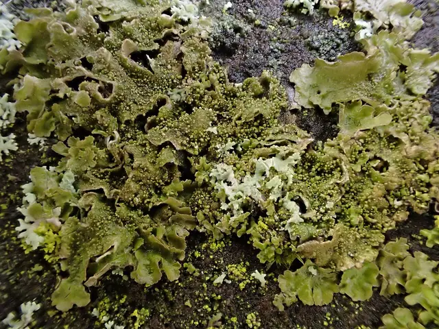 Przylepniczka łuseczkowata (Melanohalea exasperatula)
