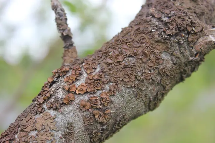Przylepniczka szorstka (Melanohalea exasperata)