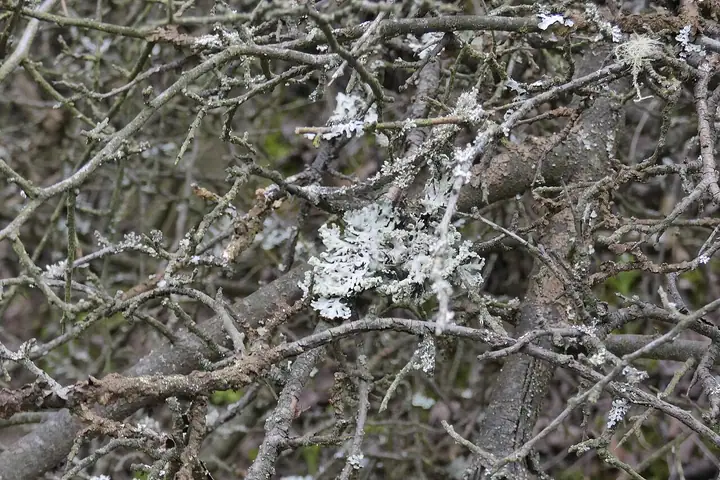 Przylepnik złotawy (Melanelixia subaurifera)