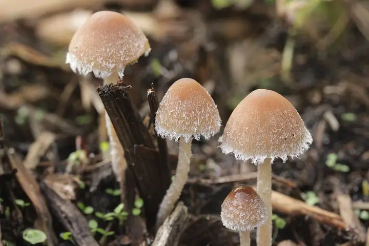 Psathyrella artemisiae