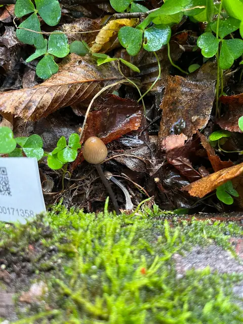 Psathyrella berolinensis