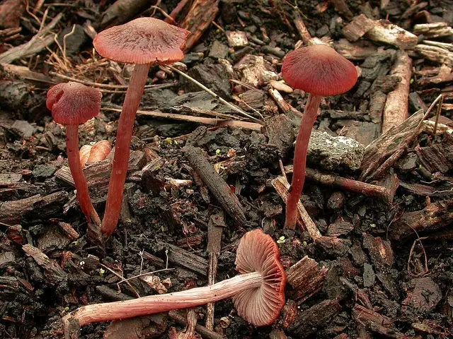 Psathyrella bipellis