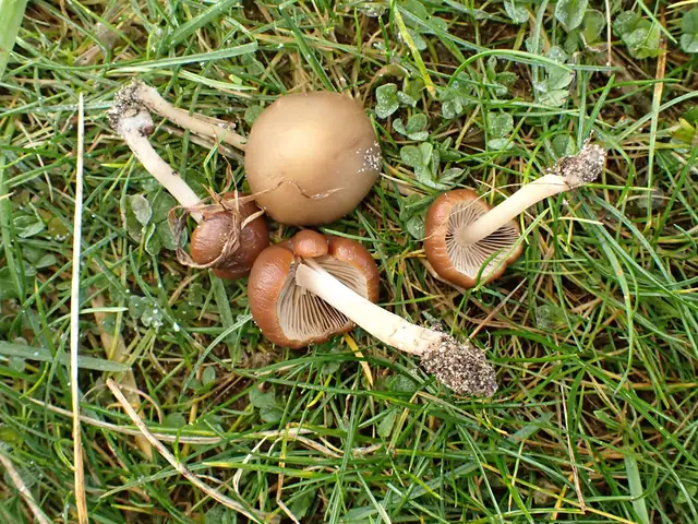 Psathyrella clivensis
