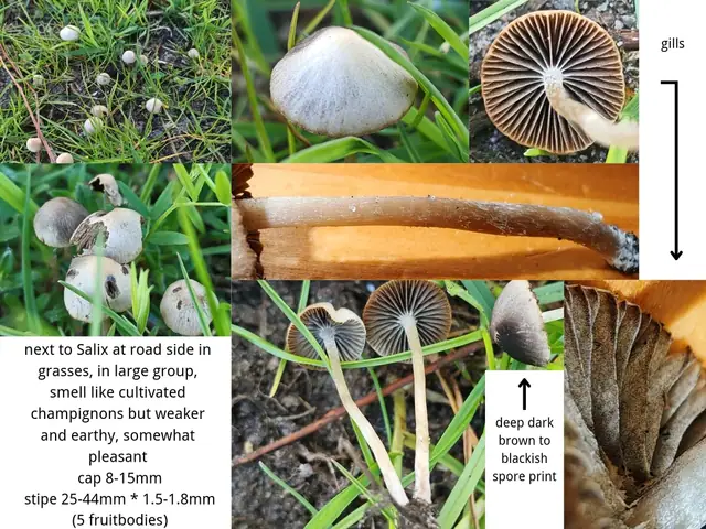 Psathyrella prona f. cana