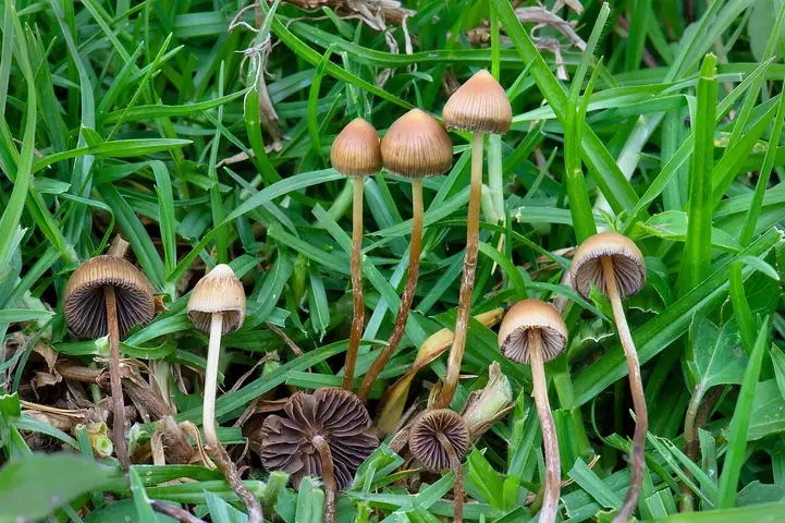 Psilocybe mexicana