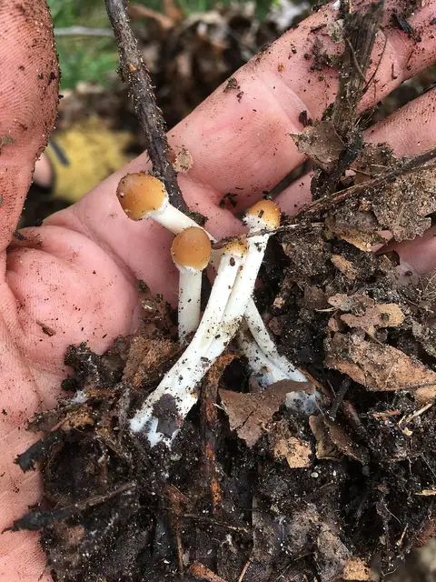 Psilocybe quebecensis