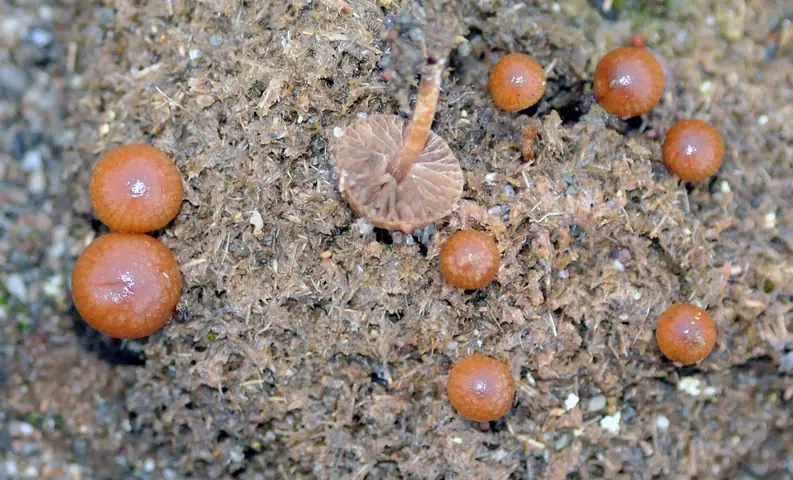 Psilocybe subcoprophila