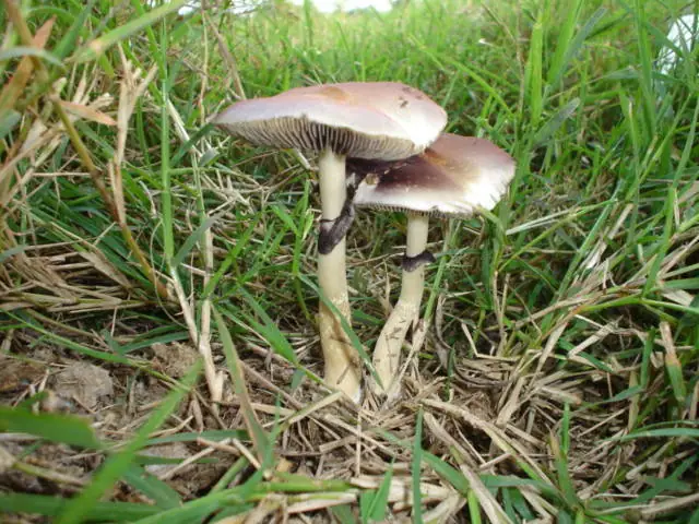Psilocybe subcubensis