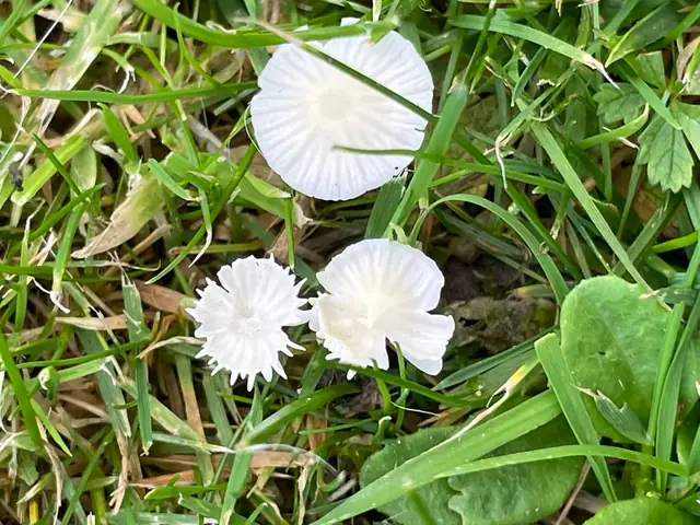 Pstrokatka żółtobiała (Atheniella flavoalba)
