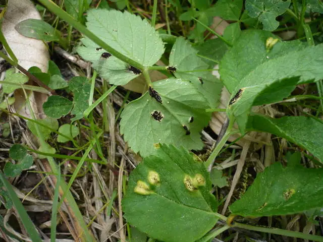 Puccinia aegopodii