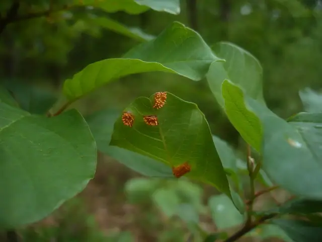Puccinia coronata