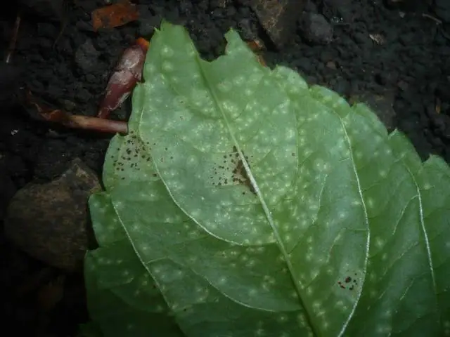 Puccinia komarovii