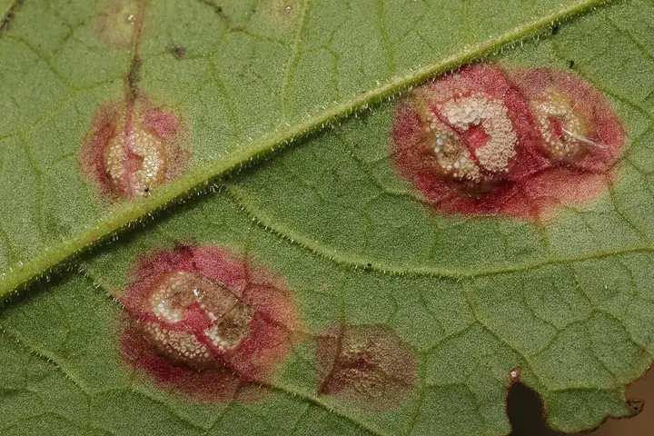 Puccinia phragmitis