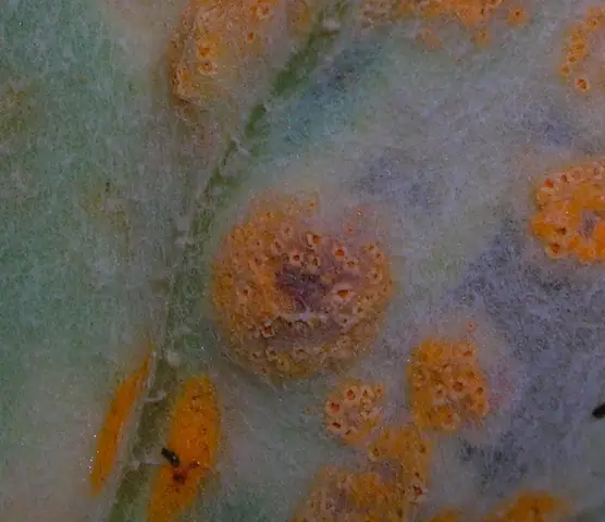 Puccinia poarum