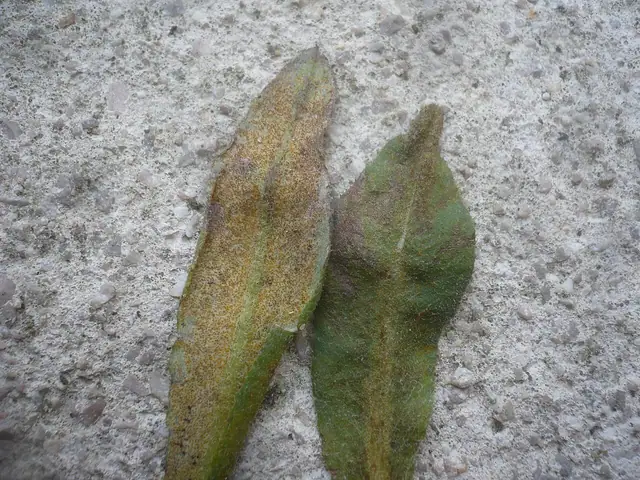 Puccinia punctiformis