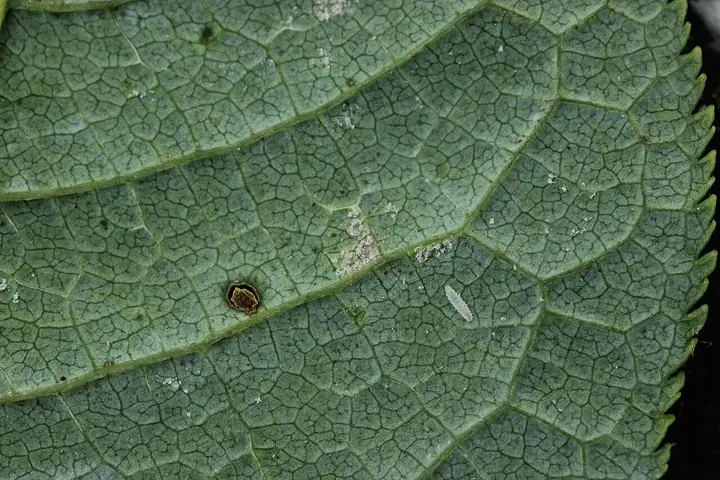 Pucciniastrum areolatum