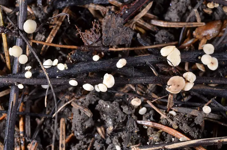 Pucharek jesionowy (Hymenoscyphus albidus)