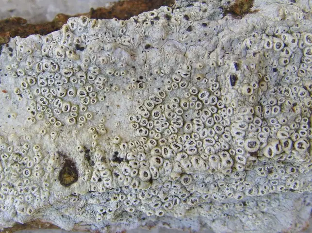 Puchlinka ząbkowata (Thelotrema lepadinum)