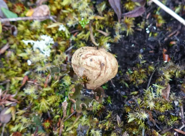 Purchawka belgijska (Lycoperdon lambinonii)