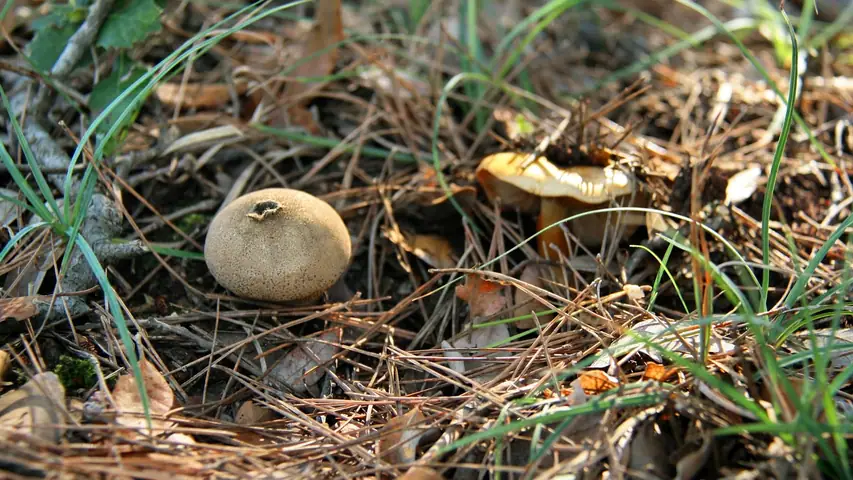 Purchawka brunatna (Lycoperdon umbrinum)
