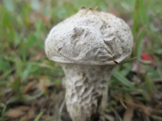 Purchawka chropowata (Lycoperdon perlatum)