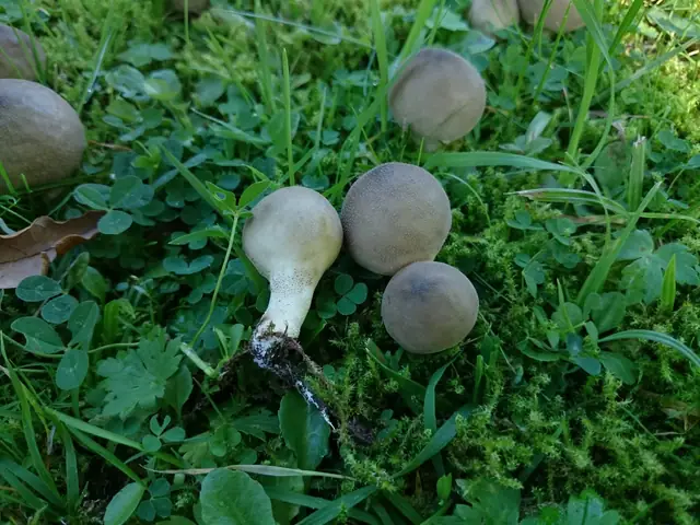 Purchawka cisawa (Lycoperdon lividum)
