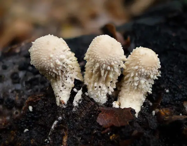 Purchawka długostopkowa (Lycoperdon caudatum)