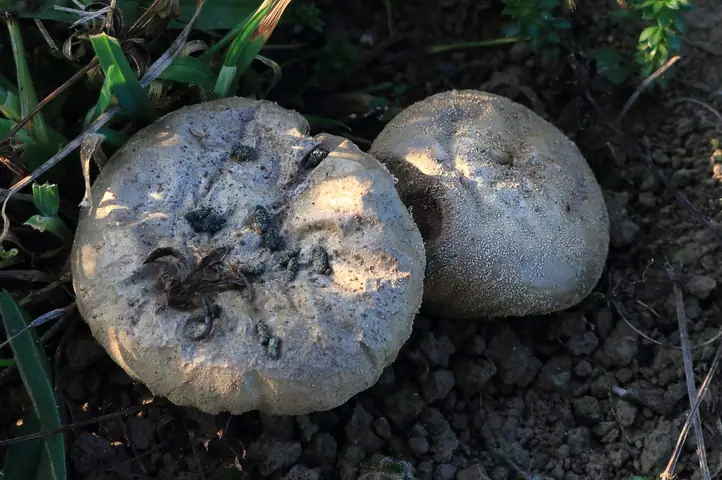 Purchawka fiolowata (Lycoperdon excipuliforme)