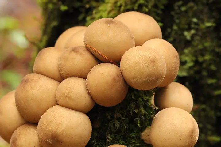 Purchawka gruszkowata (Lycoperdon pyriforme)