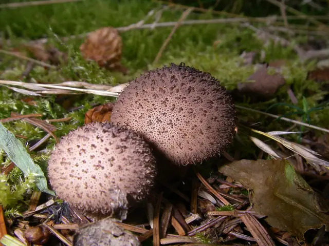 Purchawka jeżowata (Lycoperdon echinatum)