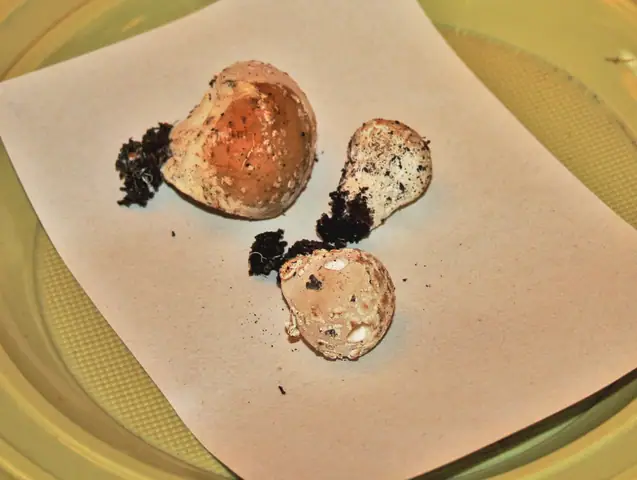 Purchawka łatkowata (Lycoperdon mammiforme)