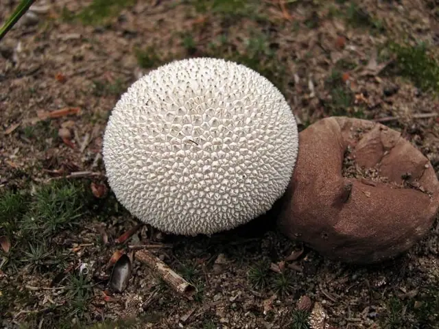 Purchawka łuszczejąca (Lycoperdon marginatum)