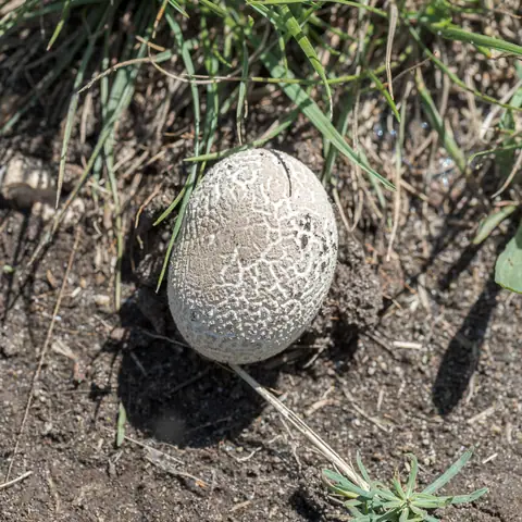 Purchawka oczkowata (Lycoperdon utriforme)