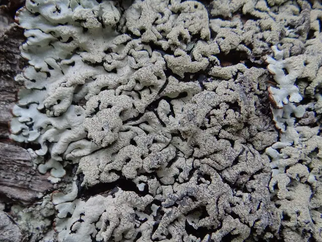 Pustułka oprószona (Hypogymnia farinacea)