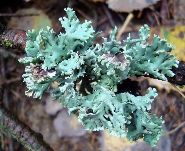 Pustułka pęcherzykowata (Hypogymnia physodes)
