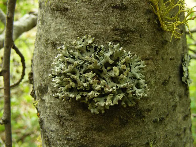 Pustułka rurkowata (Hypogymnia tubulosa)